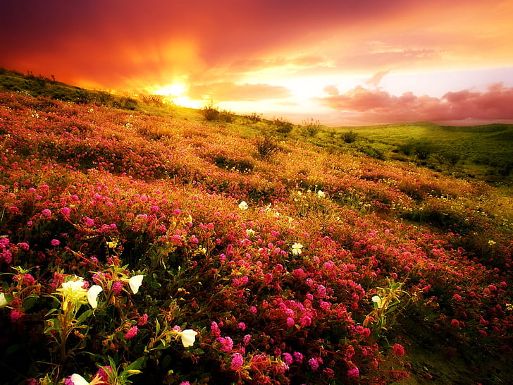 campo de flores campos puestas de sol de naturaleza HD, naturaleza, flores, campo, campos, puestas de sol, Fondo de pantalla HD