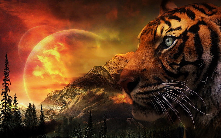 Tiger-Hintergründe, HD-Hintergrundbild