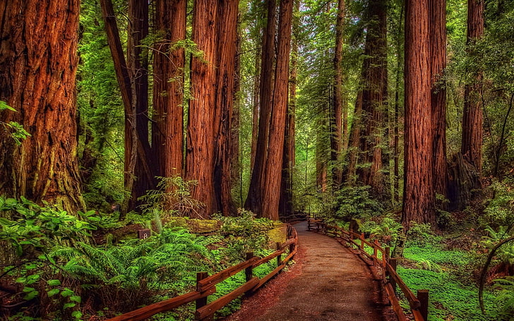 Man Made, Path, Forest, Green, Rainforest, Redwood, Tree, HD tapet
