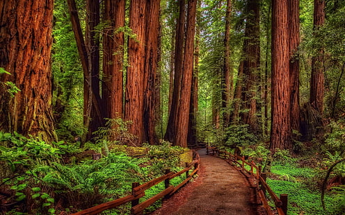 Man Made, Path, Forest, Green, Rainforest, Redwood, Tree, HD tapet HD wallpaper
