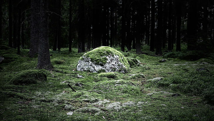 Moss covered stone in the woods, large white rock, photography, 1920x1080, tree, forest, stone, moss, HD wallpaper