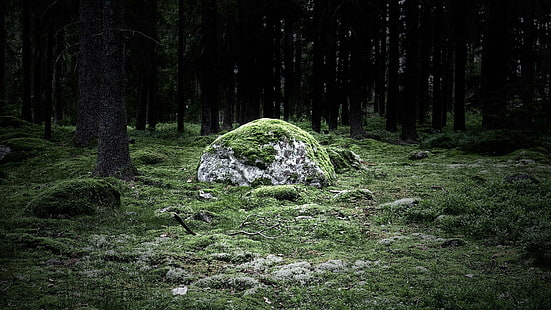 Покрытый мхом камень в лесу, большая белая скала, фотография, 1920x1080, дерево, лес, камень, мох, HD обои HD wallpaper