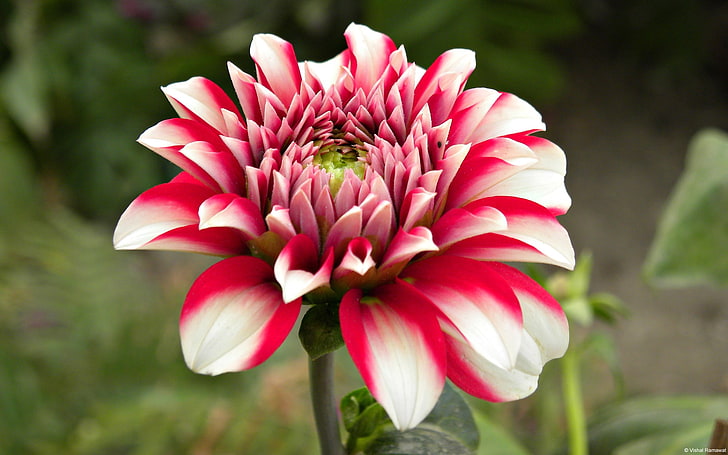 Pink and White Flower-Windows 10 HD Wallpaper, red and white Dahlia flower, HD wallpaper