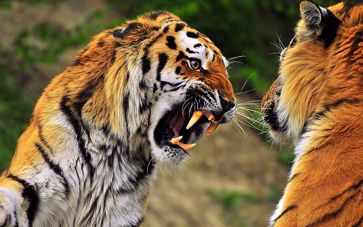 два оранжевых тигра, тигр, морда, агрессия, зубы, хищник, HD обои