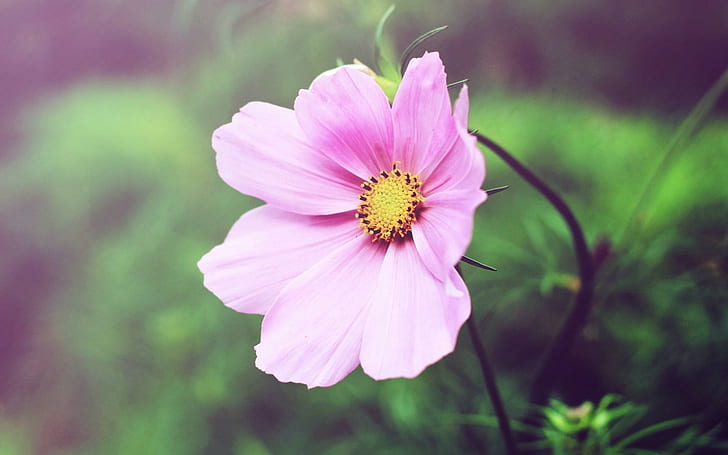 Flower Pink Petals, pink petaled flower, bunga, pink, kelopak, Wallpaper HD