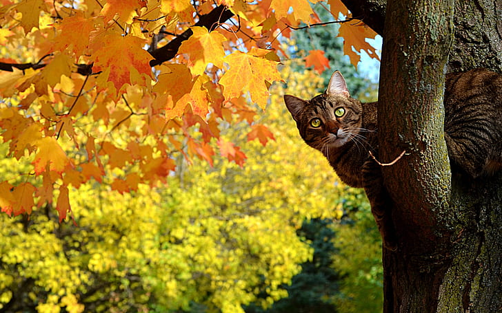 Gatto curioso sveglio, albero, foglie, fondo, divertente, Sfondo HD