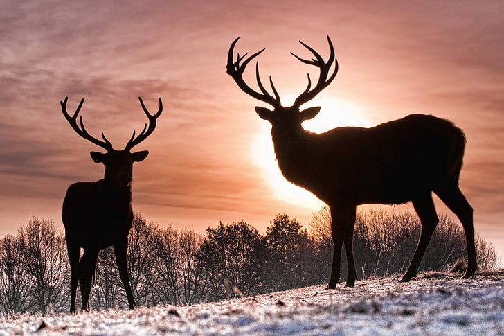 dos ciervos marrones, invierno, el sol, ciervos, Fondo de pantalla HD