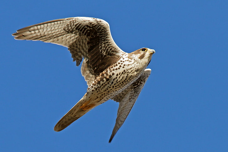 halcón blanco y marrón, halcón, pájaro, vuelo, aleteo de alas, cielo, Fondo de pantalla HD