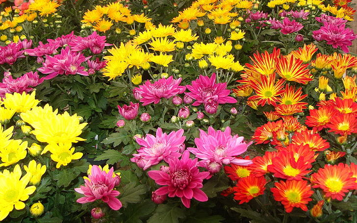 Chrysanthemum Mix Blommor Röd Gul Rosa Färg Plantor Prydnadsväxter Hd Bakgrundsbilder 3840 × 2400, HD tapet