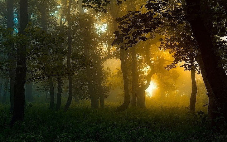 przyroda, las, Karpaty, krajobraz, mgła, drzewa, krzewy, światło słoneczne, atmosfera, zieleń, Tapety HD