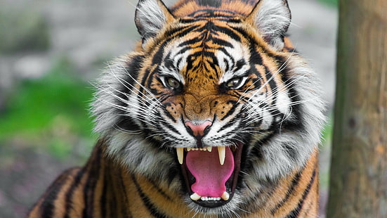 Животно, животни, 1920x1080, тигър, ядосан тигър, ядосан тигър снимки, ядосан тигър изображения, HD тапет HD wallpaper