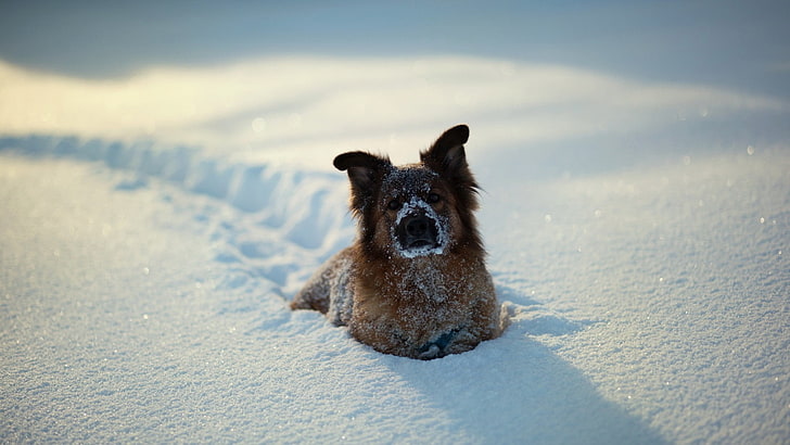 cane abbronzato medio lungo, fotografia di primo piano del cane marrone e marrone che si trova sul campo nevoso, natura, cane, neve, animali, Sfondo HD