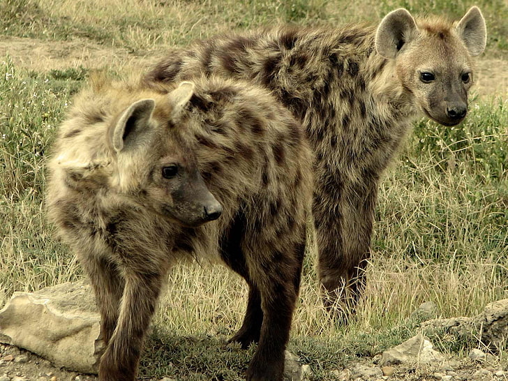 animals, Hyenas, HD wallpaper