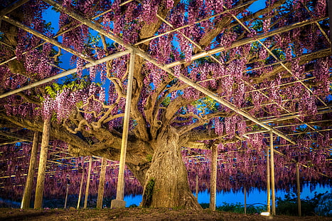 снимка, Природа, Япония, парк, глициния, ашикага, парк с цветя, HD тапет HD wallpaper