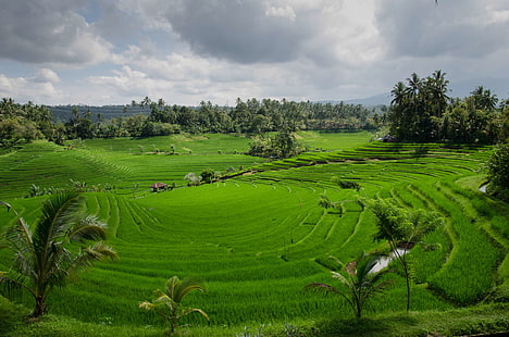 сельское хозяйство, азия, бали, облака, облачно, ферма, грин, индонезия, рисовые поля, рис, HD обои HD wallpaper