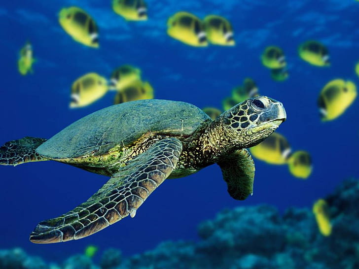 Морская черепаха, животные, море, рыба, синий, фотография, морская черепаха, животные, море, рыба, синий, фотография, HD обои