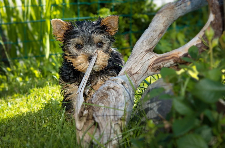 animal, away, companion, curious, cute, dear, dog, explore, friend, good, mammal, out, pet, puppy, purebred dog, road, small, small dog, sweet, yorkshire terrier, yorkshire terrier puppy, HD wallpaper