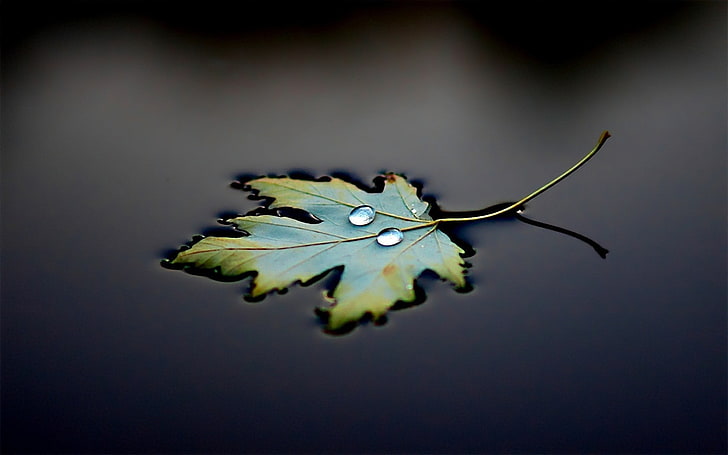 green leaf, green maple leaf, water drops, water, leaves, macro, photography, pollution, HD wallpaper