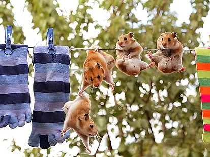 Hamster-Idiot, vier braune Hamster, lustig, Hamster, Idiot, HD-Hintergrundbild HD wallpaper