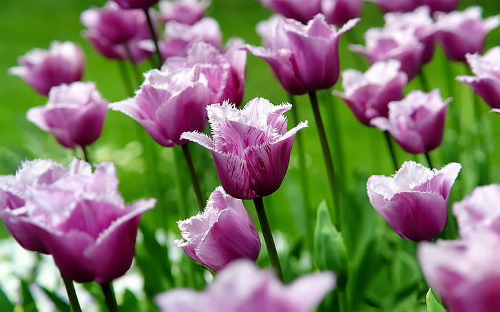 Tulipanes morados, flores, pétalos, primavera, campo de flores de pétalos púrpura, púrpura, tulipanes, flores, pétalos, primavera, Fondo de pantalla HD
