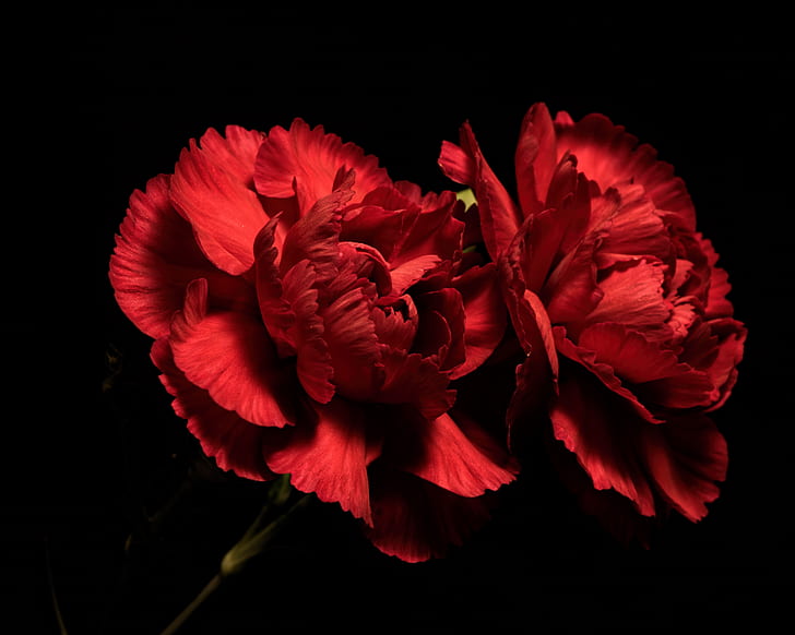 flowers, background, Red Carnations, HD wallpaper