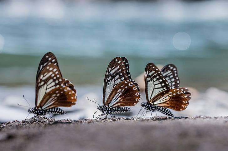 Insekt, Schmetterling, HD-Hintergrundbild