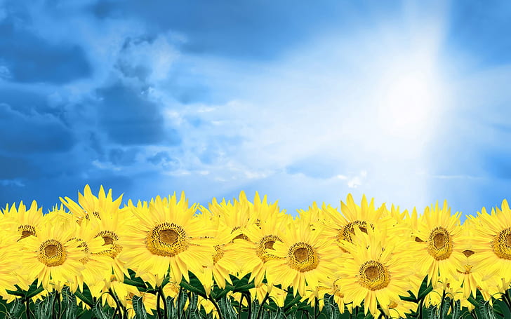 Złoty słonecznik pod błękitnym niebem, tapeta słonecznikowa, złoty, słonecznik, niebieski, niebo, Tapety HD
