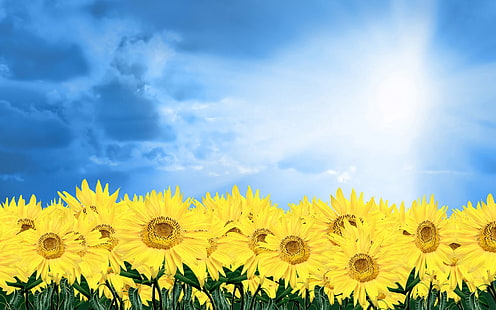 Złoty słonecznik pod błękitnym niebem, tapeta słonecznikowa, złoty, słonecznik, niebieski, niebo, Tapety HD HD wallpaper