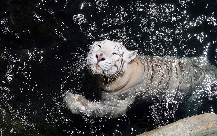 white tiger, tiger, water, swim, HD wallpaper
