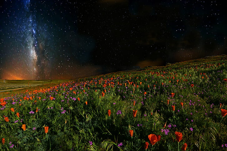 wide flower filed during starry night time, flower, starry night, night time, Poppy, Poppies, Reserve, peaceful, stars, United States of America, universe, galaxy, planets, Wild Flowers, nebulae, night sky, moonlit, Desert Southwest, sensual, incredible, perfect, God, creation, night photography, Creative Commons, California Desert, Canon EOS 5D Mark III, orange, flowers, light, mystery, dystopia, dystopian, time travel, night, hike, vision, surreal, hyper-realism, interstellar clouds, globular clusters, galaxies, star trek, star wars, science fiction, space travel, space dream, dreamscape, landscape, photo, deep space, worm hole, sexy, spring night, unreal, life on other planets, night moves, Eagles, synergy, earth and sky, ngc, nature, star - Space, astronomy, sky, space, HD wallpaper