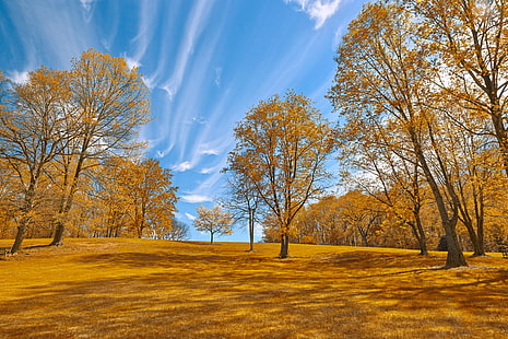 photo of trees on brown grass fields, meadowlark, meadowlark, Gold, Meadowlark, Gardens, HDR, photo, trees, grass, fields, hill, garden, branches, foliage, nature, natural, scene, scenic, scenery, background, vienna  virginia, usa, united  states, american  beauty, beautiful, pretty, epic, surreal, ethereal, fantasy, fantastic, cloud, clouds, outside, outdoor, outdoors, travel, tourism, touristic, blue, cyan, orange, golden  brown, colorful, color, colors, colour, colours, warm, warmth, spring, summer  stock, resource, image, picture, ca, autumn, tree, leaf, forest, season, yellow, landscape, park - Man Made Space, sunlight, scenics, sky, beauty In Nature, HD wallpaper HD wallpaper