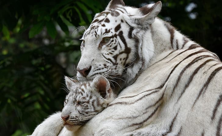 white, tiger, baby, mom, HD wallpaper