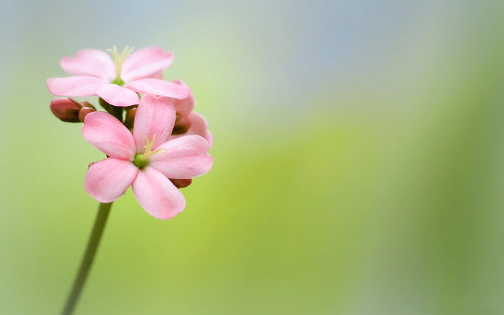 rosa piccante jatropha fiore-fotografia HD Wallpape .., Sfondo HD