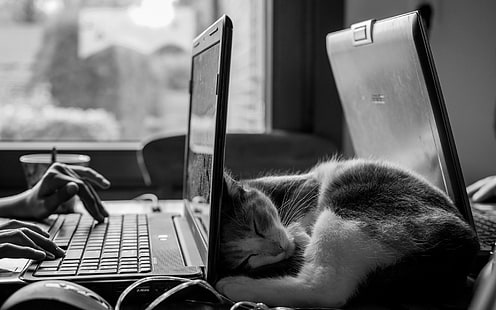 gato de pelo corto, monocromo, gato, escritorio, computadora portátil, dormir, ASUS, trabajo, Fondo de pantalla HD HD wallpaper