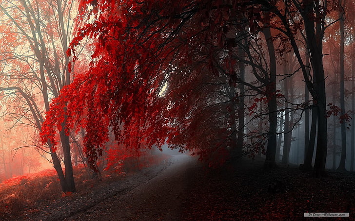 red leafed tree, forest, nature, red, fall, trees, HD wallpaper