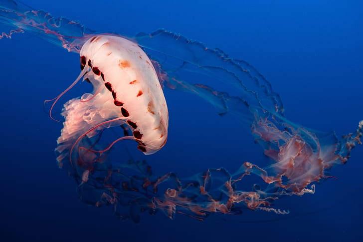 jellyfish, tentacles, underwater world, aquarium, ocean, HD wallpaper