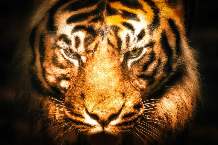 Bengal Tiger, Bengal Tiger, parc des félins, zoo, tigre, portrait, close up  Photography, Recreation, Classic, Elite.Club, animal, wildlife, tiger, carnivore, mammal, nature, undomesticated Cat, striped, animals In The Wild, feline, endangered Species, safari Animals, HD wallpaper
