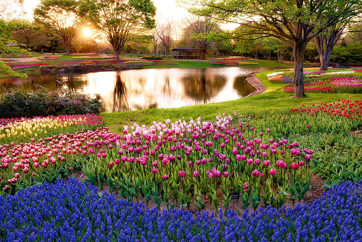 El sol, rayos, árboles, flores, estanque, parque, amanecer, mañana, Japón, Tokio, tulipanes, colorido, azul, Muscari, Fondo de pantalla HD