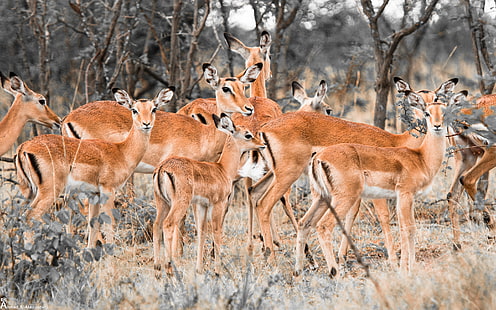 Herd of Deer, herd, deer, HD wallpaper HD wallpaper