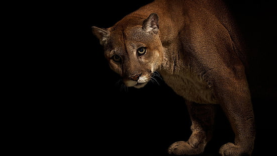 binatang, Besar, kucing, Cougar, puma, Wallpaper HD HD wallpaper