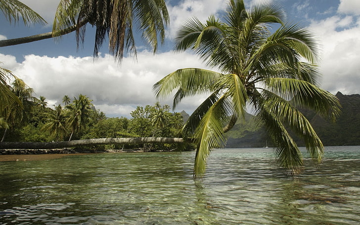paisaje, naturaleza, palmeras, tropical, río, Fondo de pantalla HD