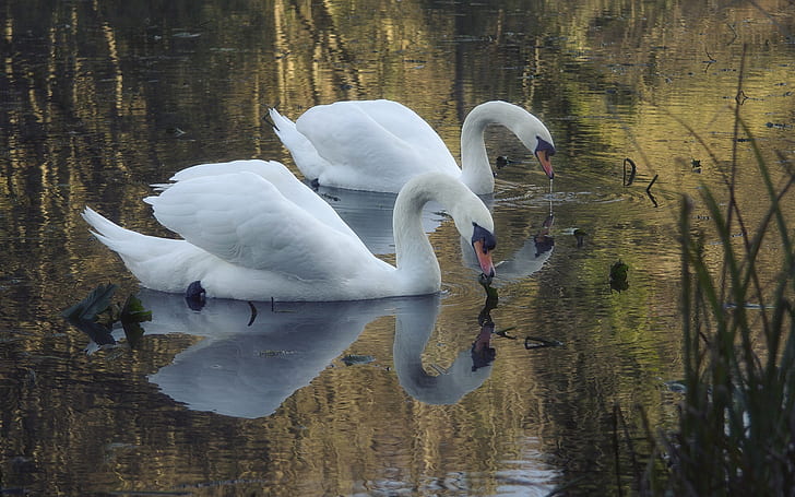 Pond, white swans, Pond, White, Swans, HD wallpaper