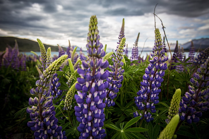 보라색 꽃, lupinus, 꽃, 필드, HD 배경 화면