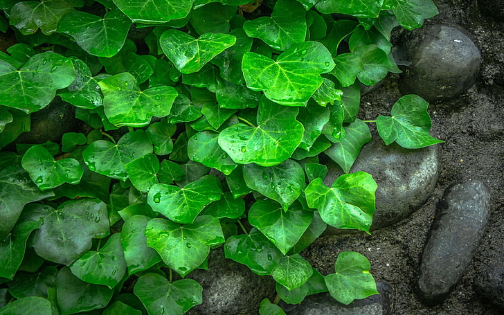 Green Leaves Ivy From Vines Plants Rocks Stones Wallpaper Hd For Desktop 3840×2400, HD wallpaper