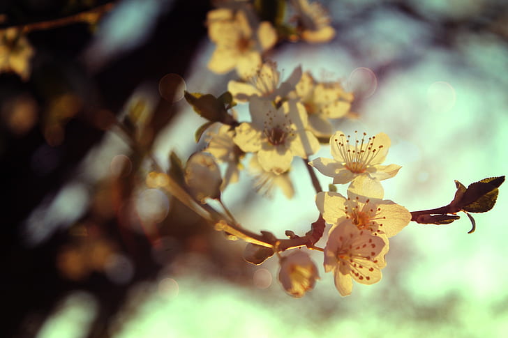 꽃, 흰 꽃, 봄, 분기, bokeh, HD 배경 화면