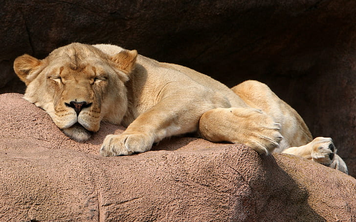 животни, лъв, спящ, HD тапет