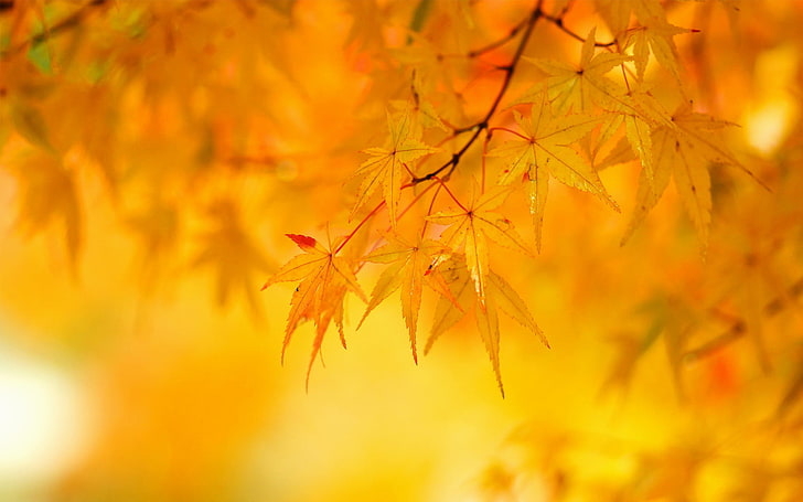 brown maple leaf, autumn, leaves, tree, yellow, maple, HD wallpaper