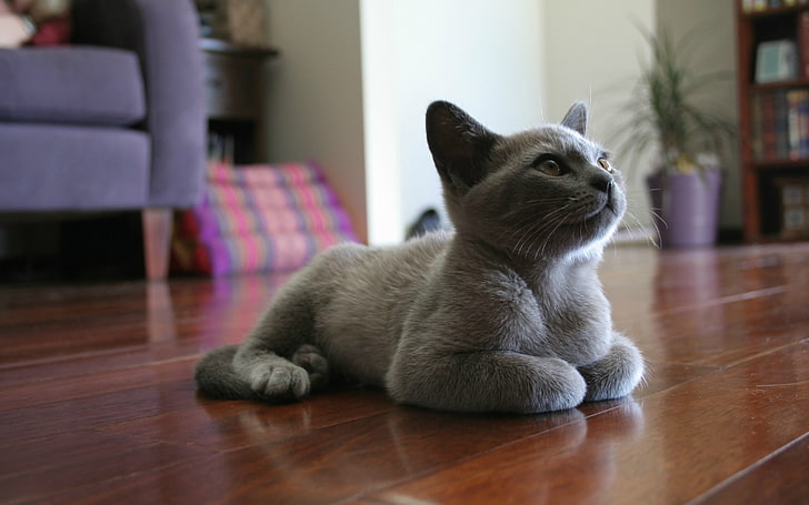gatto d'argento a pelo corto, gatto, blu russo, superficie di legno, animali, profondità di campo, Sfondo HD