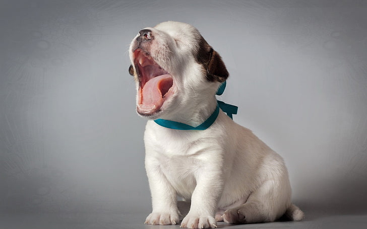cachorro de Pit Bull Terrier americano blanco y tostado, naturaleza, cachorros, Fondo de pantalla HD