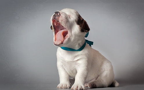 бяло и тен тен кученце американски питбул териер, природа, кученца, HD тапет HD wallpaper